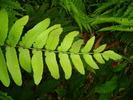 Osmunda regalis - Royal fern (Osmundaceae)