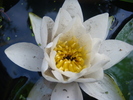 Water lily (Nymphaeaceae)